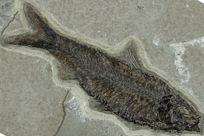 Detailed Fossil Fish (Knightia) - Top Quality Specimen #292524